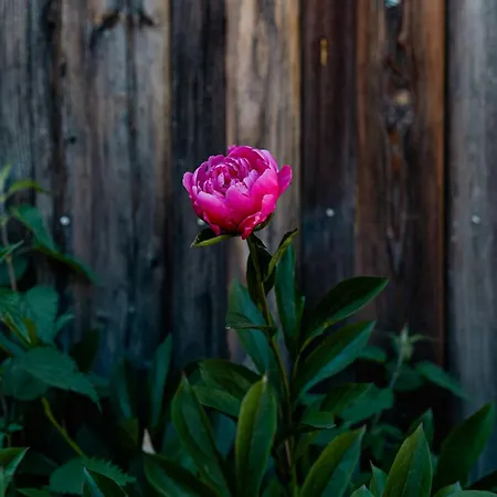 Cozy Forest Near Klingen Trail *