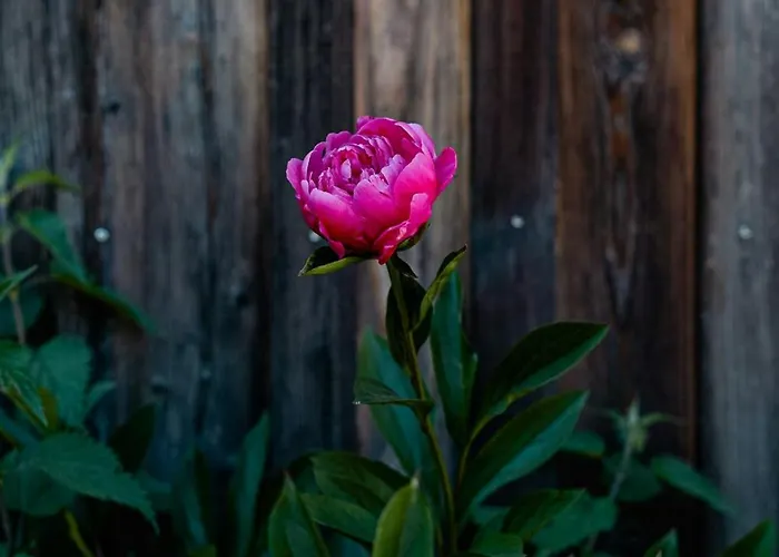 Cozy Forest Near Klingen Trail *